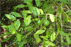 Capparis zeylanica